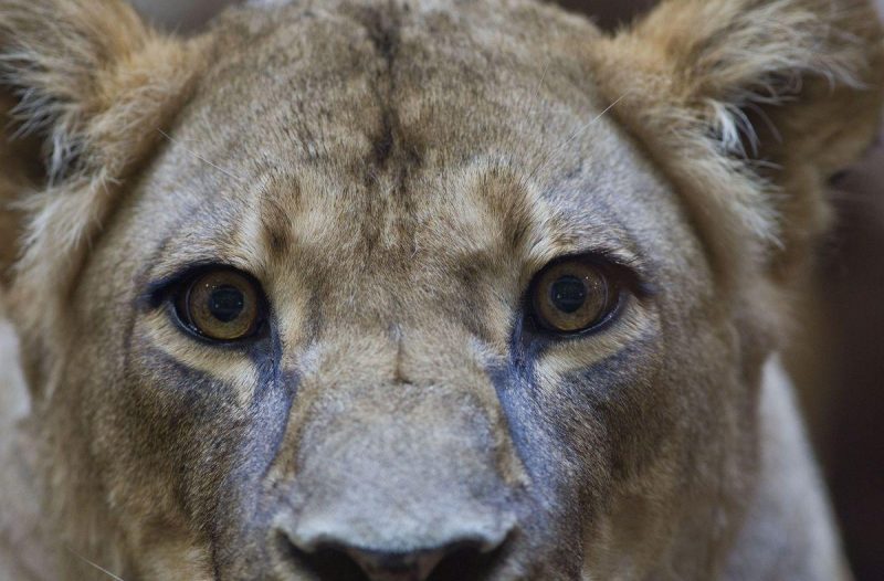 Otočac - otocac.net, Događanja - Noćni safari u Zoološkom vrtu Grada Zagreba - petkom i subotom navečer do kraja lipnja...